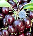 Саженцы элитных сортов плодово ягодных более 1200 товаров.