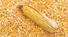 Кукурудза