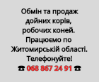 Обмін та продаж дойних корів, робочих коней 