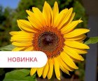 Гібрид LG  58630 КЛ