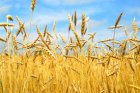 Компанія здійснює закупівлю пшеницю фураж та 2-3 клас