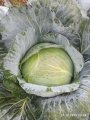 Продам капусту «Агрессор»