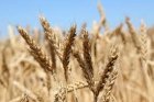 Продам пшеницю фуражну 500т