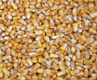 Продаж кукурудзи для переробників з НДС