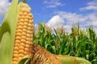 Продам посевмат кукурузы(Пивиха,Оржица,Хортиця,Фиеста,Лелека)