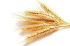 Продам пшеницю 