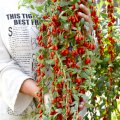 Годжи саженцы New berry, Delicate (1-2-3х летние)