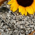 Куплю Соняшник  По всій Україні 