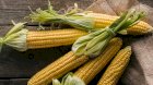 Продам кукурудзу Вінницька область, Бершадь, 500 тонн