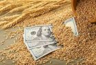 Продаємо пшеницю фураж 