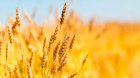 Продам пшеницю фураж 