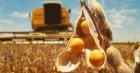 Дорого Куплю СОЮ ГМО і без ГМО 1Ф по всій Україні