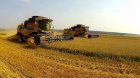 Компанія закуповує Пшеницю за конкурентними цінами