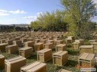 КАРНІКА! Приймаємо заказ на 4р. племенні бджолопакети на 2023р.
