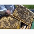 Продам бджолопакети 