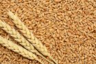 Насіння, пшениця озима- Благодарка, Мудрість Одеська, Шестоп