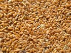 Продаж пшениці