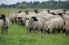 Продам готовий бізнес ферма по розведенню овець