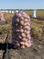 Продам картоплю