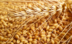 Экспорт Пшеница ( 2. 3. 4 . 5 класс ) 
