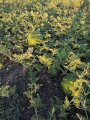 Продам кавун, сорт Продюсер