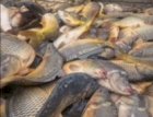 Продам живу рибу :Карась, товстолобик, линь. 