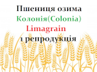 Насіння озимої пшениці Колонія / Colonia Limagrain
