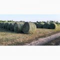 Продам солому пшеничну в циліндричних тюках
