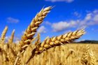 Закупляємо фуражну та продовольчу пшеницю 