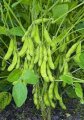 Продам СОЮ 27т. в Київській області