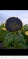 семена подсолнечника Флорими под евролайтинг. 7 рас Заразихи