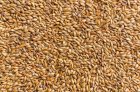 Продам пшеницу твердую (стекл. 64)  500 т