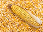 Продаж кукурудзи урожаю 2025 року