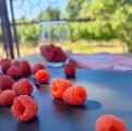 Продам малину опт 