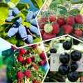  Саженцы клубники, малины, смородины, крыжовника и жимолости