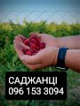 саджанці малини