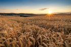 Компания - переработчик закупает пшеницу 3, 4 кл