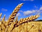 Семена озимой пшеницы 