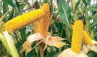 Продам кукурудзу 1000 тонн, Черкаська обл, Монастирище 