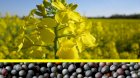 Продам льон коричневий, 140 т, Донецька обл, Золоті Пруди
