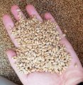 Продам пшеницю фураж 1000 тонн, Вінницька обл, Погребище