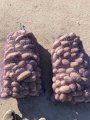 ФГ продає товарну картоплю Гранада, Королева Анна, Ред Леді