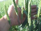 Озимая пшеница Овидий Урожайный потенциал – 9,5-10,0 т/га. 