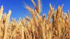 Продам пшеницю 3 клас 65 т, ф2, Харківська обл, Лозова