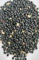 Продам квасолю чорну - 250т., сорт- "Чорна черепаха" ("Black