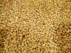 Купуємо кукурудзу, пшеницю, сою