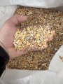 Куплю зерновідходи з кукурудзи