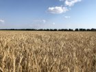 Пшениця фураж 