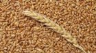 Продаємо пшеницю на експорт 