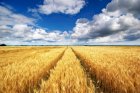 Продам пшеницю фураж 200-400 тонн, Запорізька обл, Любицьке